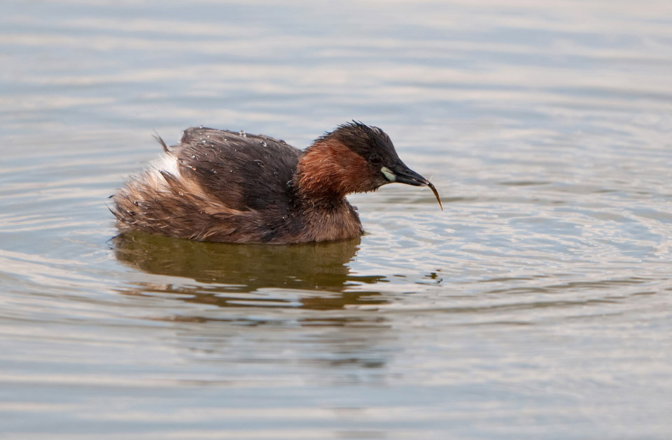 Little Grebe catches a fish