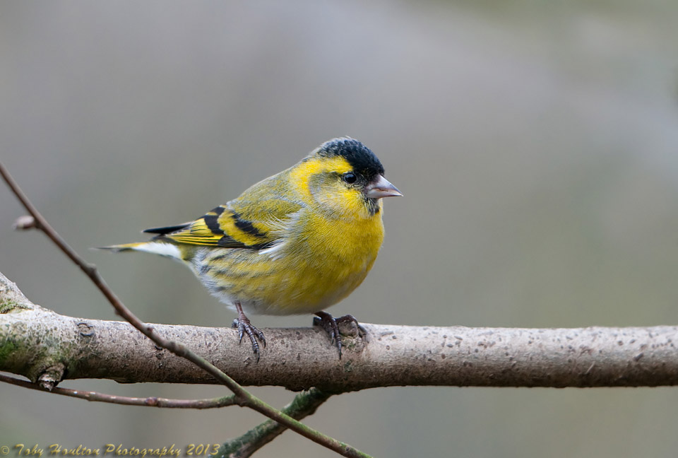 Beautiful male Siskin - Nikon D300 with Nikon 500mm f4, 1/250s, f4.5 @ISO400, VR ON