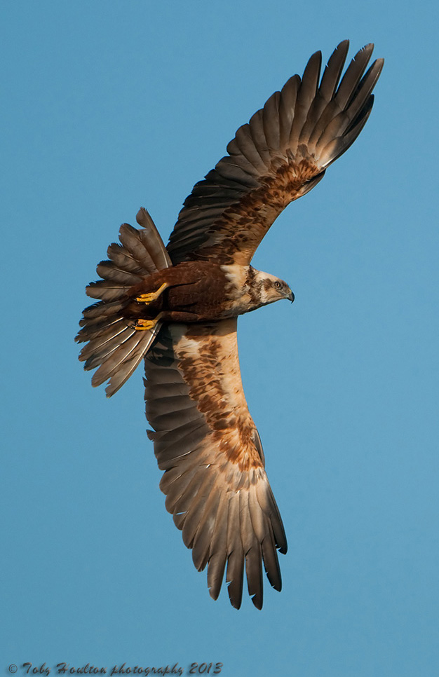 Majestic Marsh Harrier