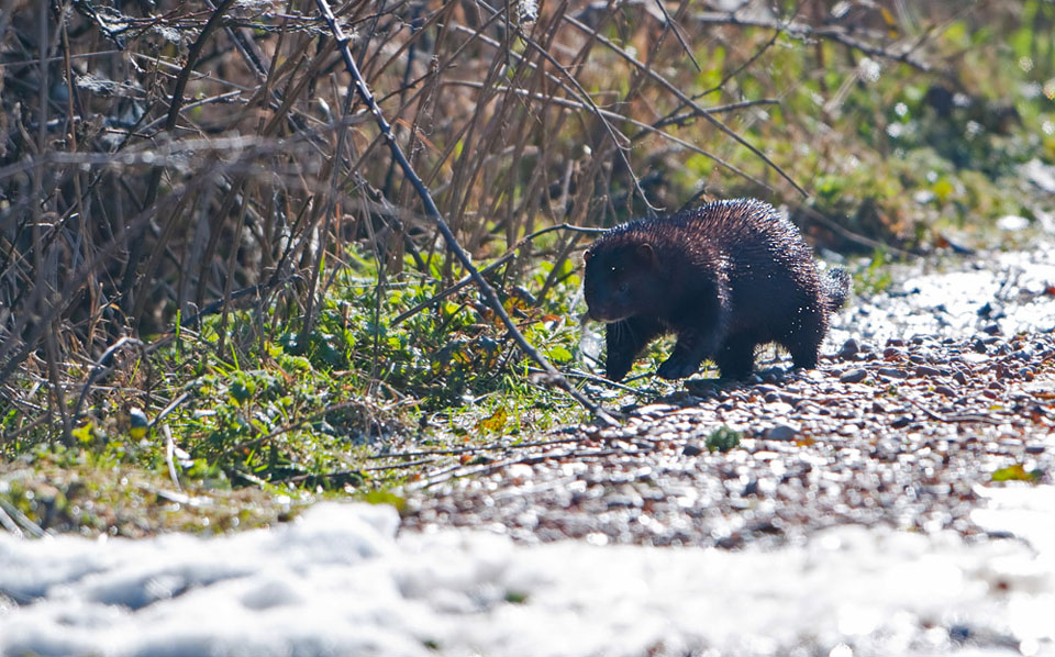 Running Mink