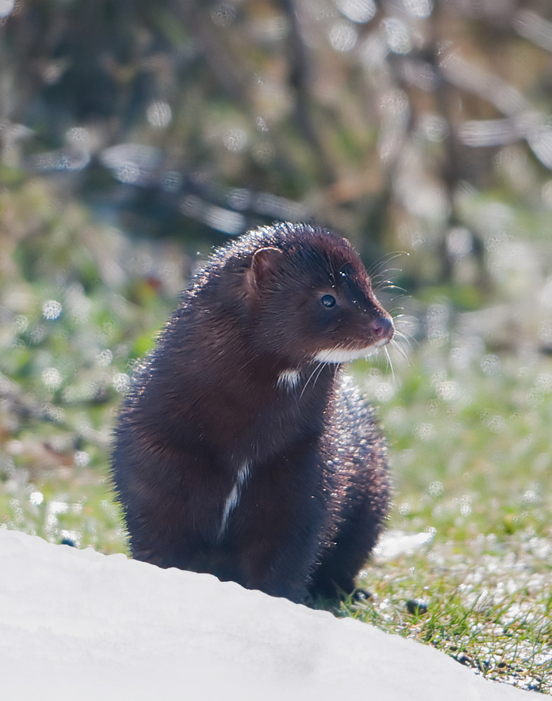 Mink side portrait