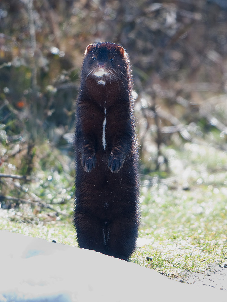 Standing Mink