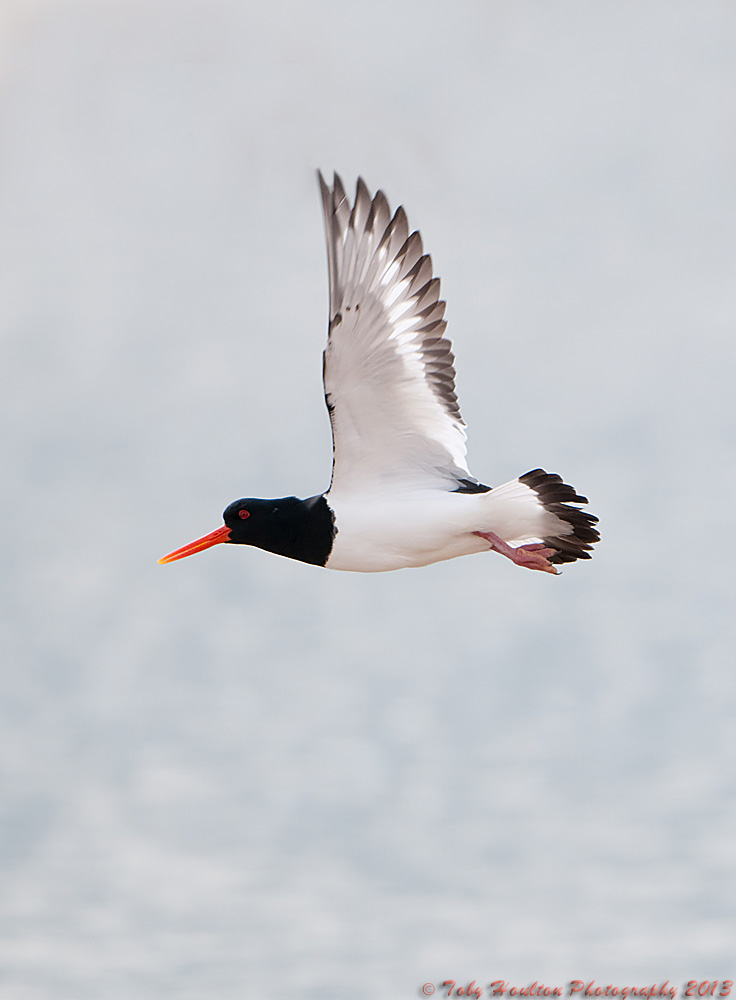 Oyster Catcher flypast