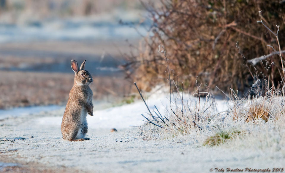 Frosty morning, alert rabbit