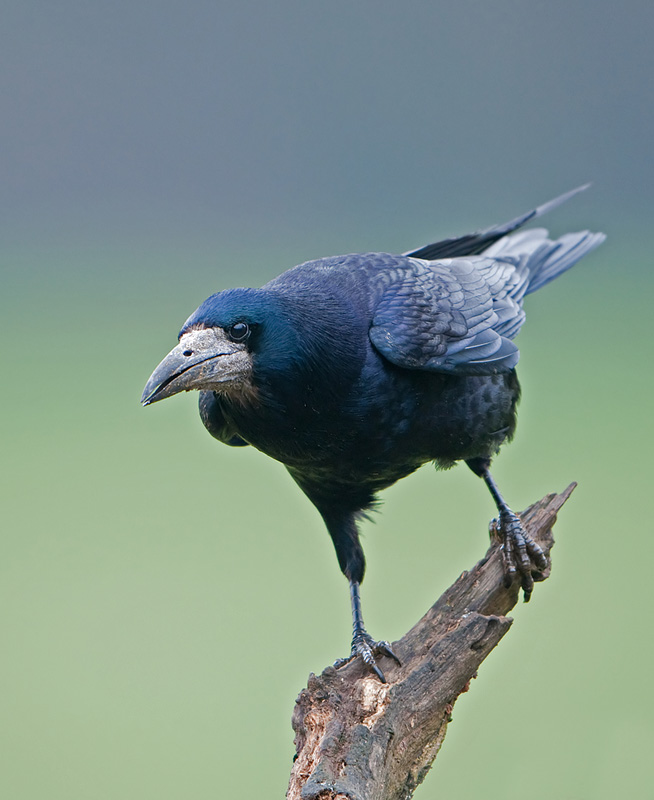 Rook portrait - Nikon D300 with Nikon 500mm f4, 1/250s, f4 @ISO400, VR ON