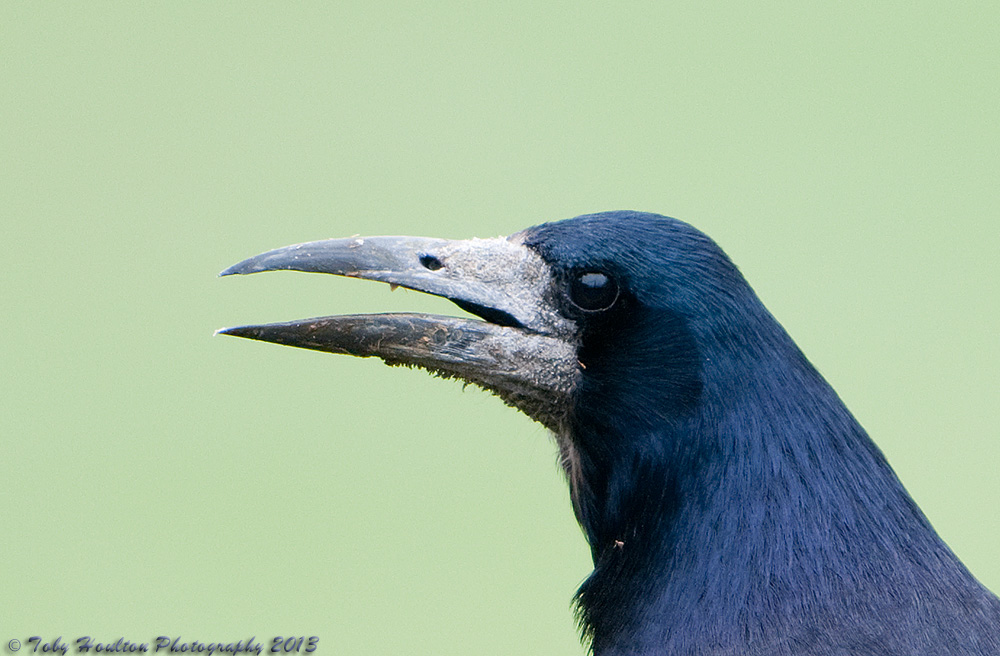 Rook portrait - Nikon D300 with Nikon 500mm f4, 1/250s, f4 @ISO400, VR ON