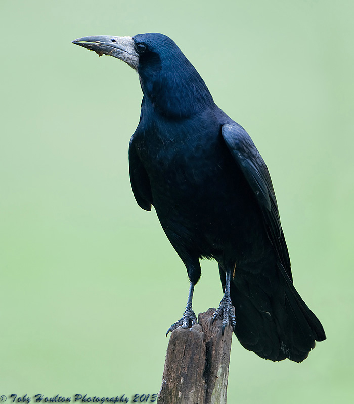 Rook portrait - Nikon D300 with Nikon 500mm f4, 1/250s, f4 @ISO400, VR ON