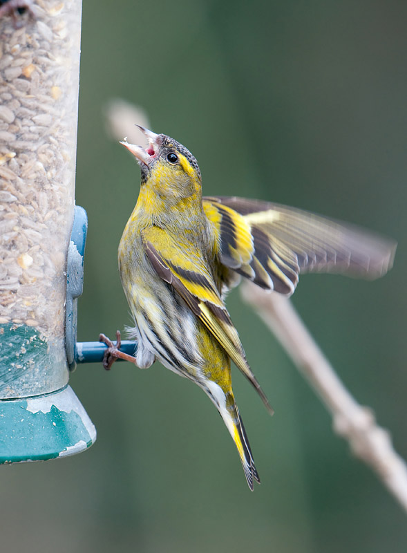 Aggressive Siskin