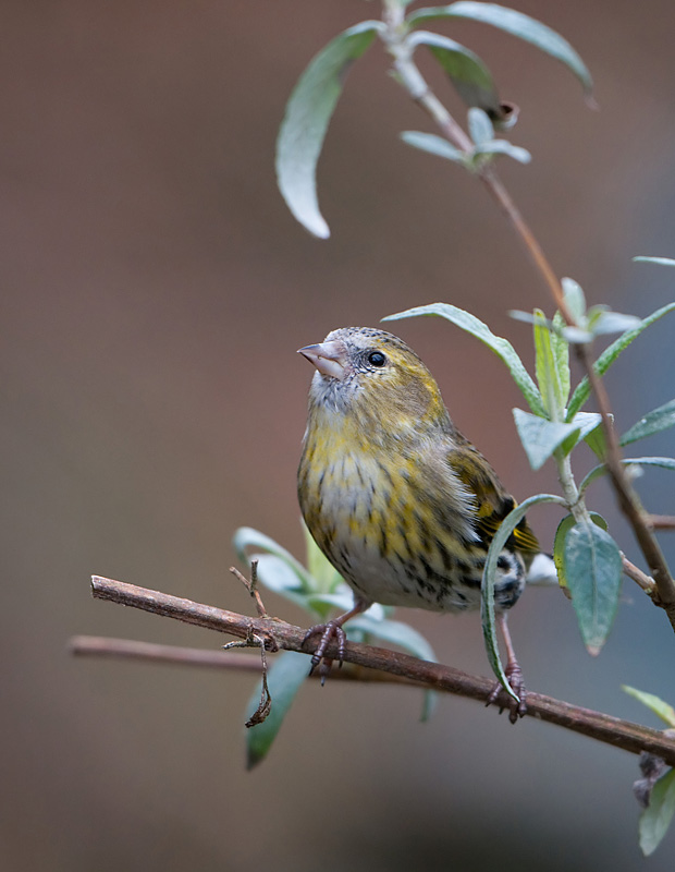 Female Siskin - Nikon D300 with Nikon 500mm F4, 1/250s, f4.5 @ISO400, VR ON