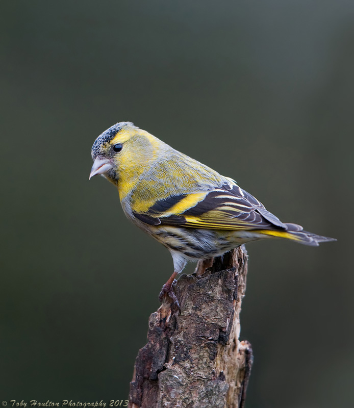 Male Siskin (Carduelis spinus) - Nikon D300 with Nikon 500mm F4, 1/250, f4.5 @ ISO400, VR ON