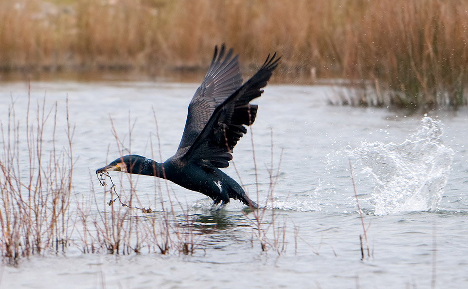 Cormorant with nesting material