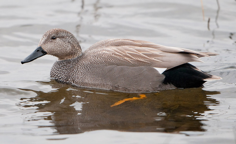 Male Gadwall in winter plumage