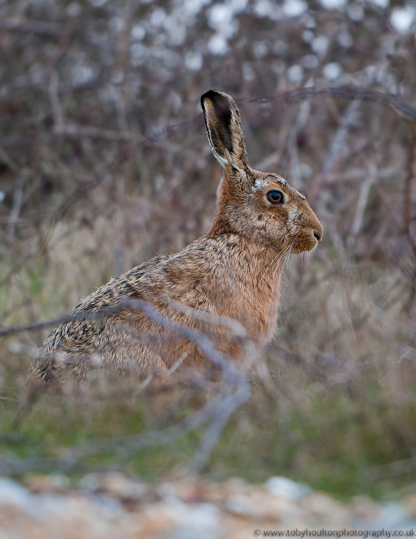 Hare hiding in the scrub