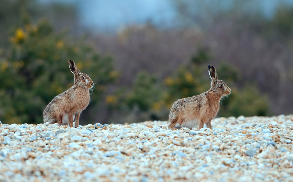 Hares on shingle