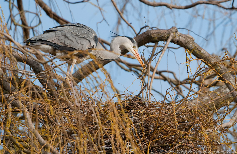 Grey Heron building nest