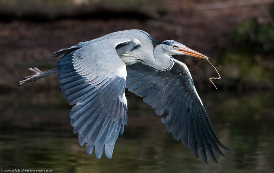 Heron carrying nesting material