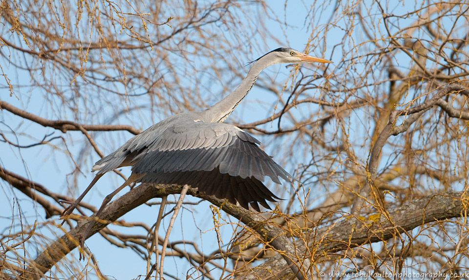 Grey Heron takes off from the nest