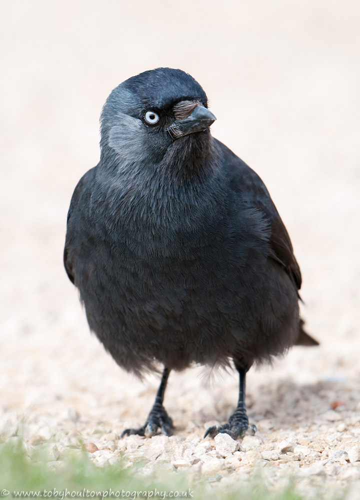 Jackdaw portrait