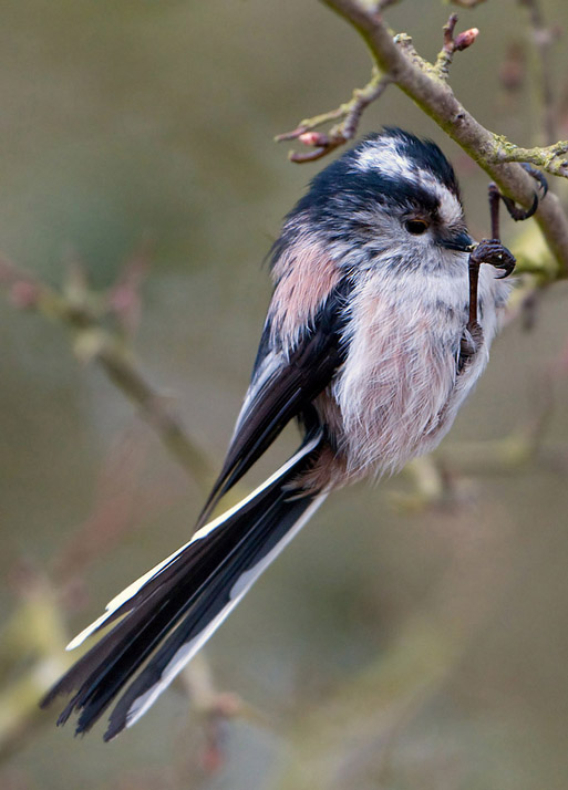 Acrobatic Long Tailed Tit