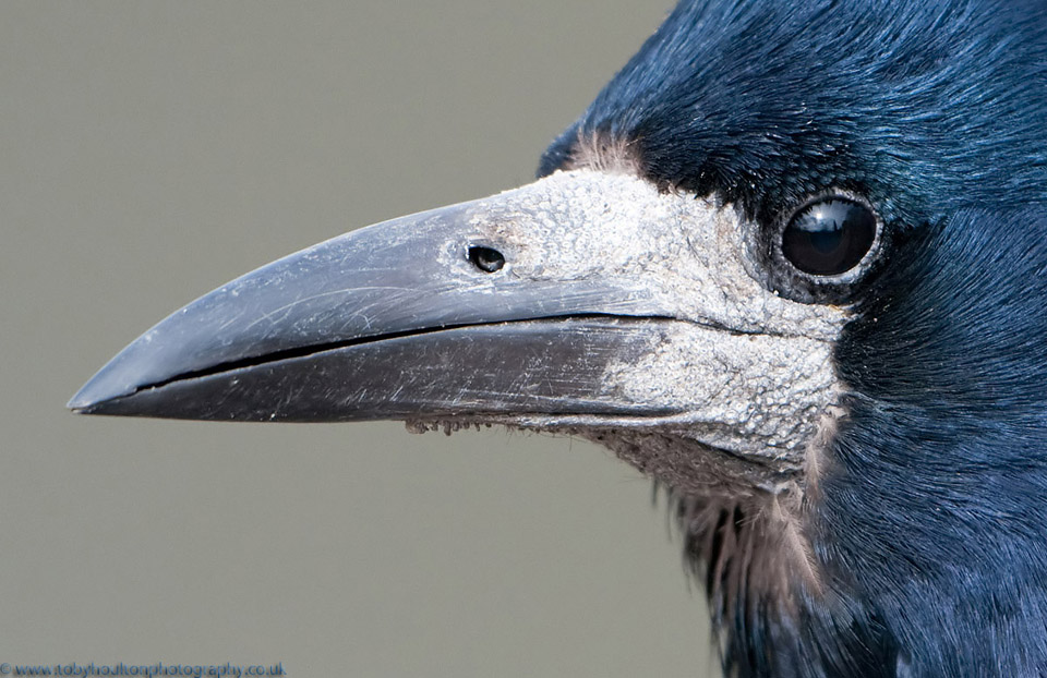 Close up of a rook head and beak