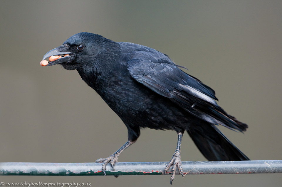 crow eating peanuts