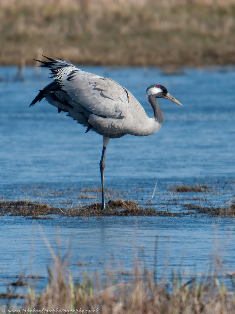 Crane (Grus grus)