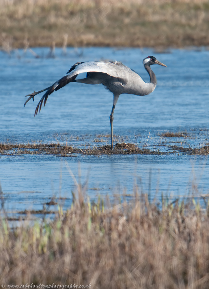 Crane (Grus grus)