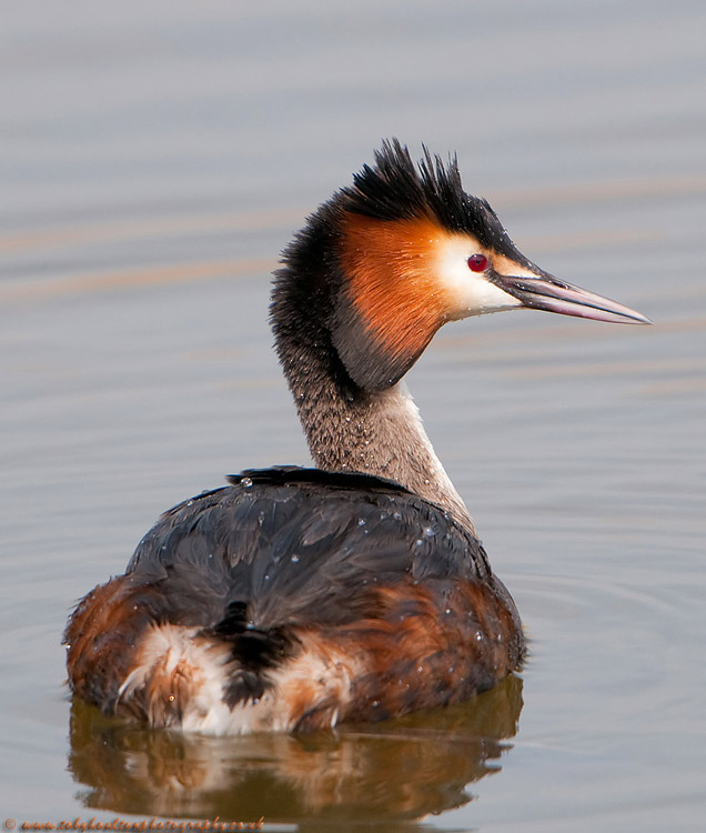 Great Crested Grebe (Podiceps cristatus)