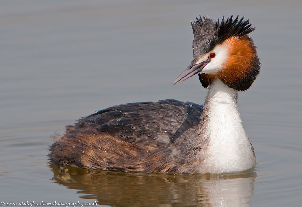 Great Crested Grebe (Podiceos cristatus)