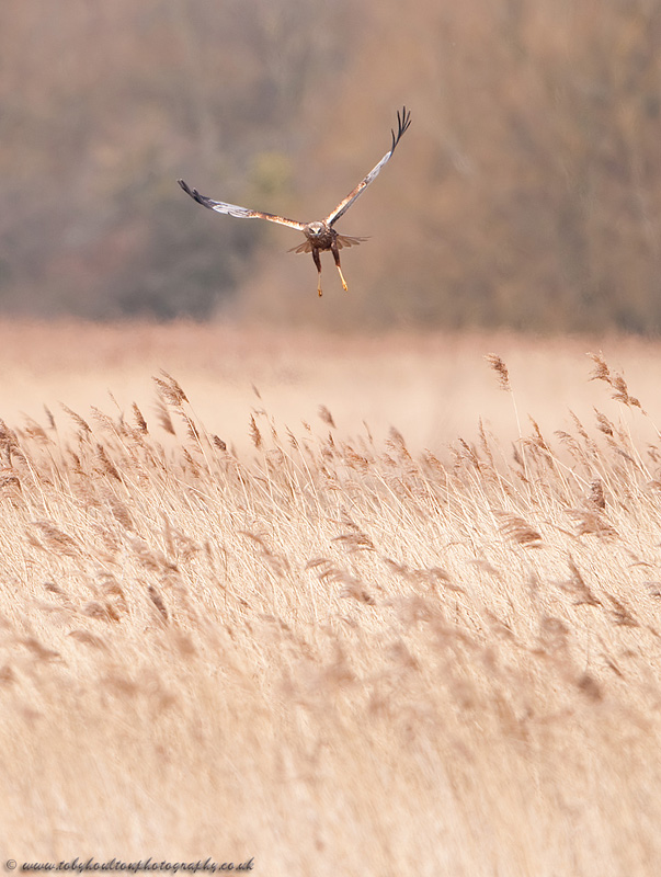 Marsh Harrier (Circus aeruginosus)