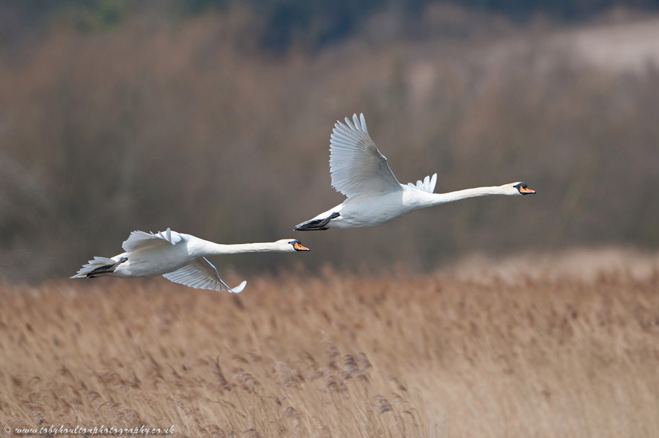 Mute Swan (Cygnus olor)