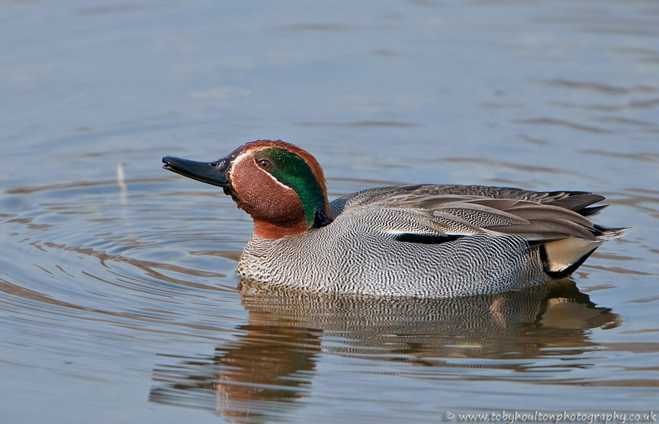 Teal (Anas crecca)