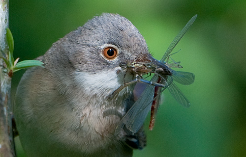 A beakfull of Damsels