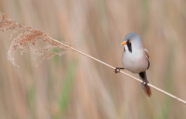 Bearded Tit perched on reed stem