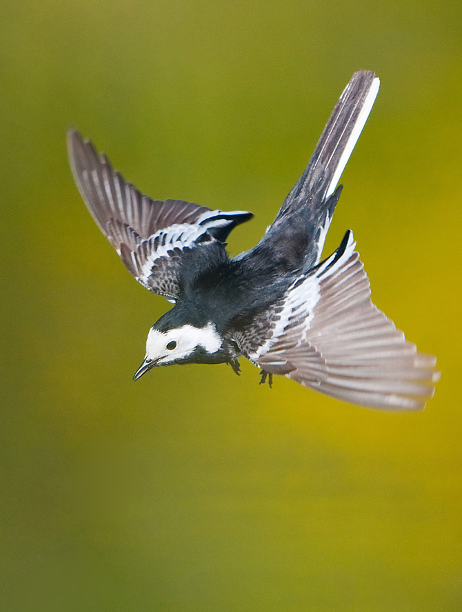 Diving Pied Wagtail