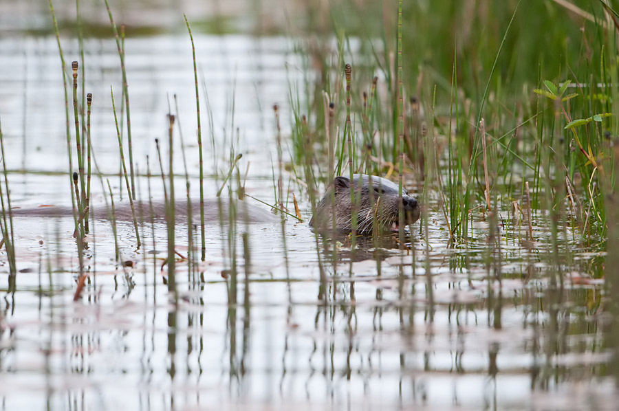 Otter eating after successful hunt