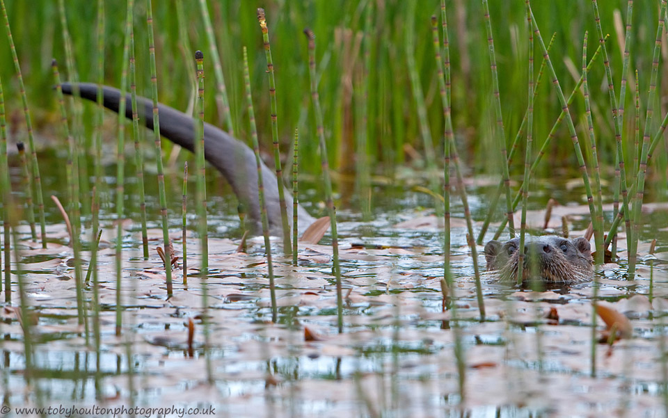An Otter hunts the pond