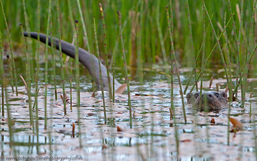 Otter hunting amongst the horsetails