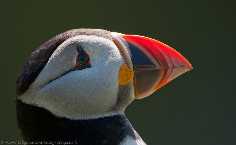 Puffin portrait