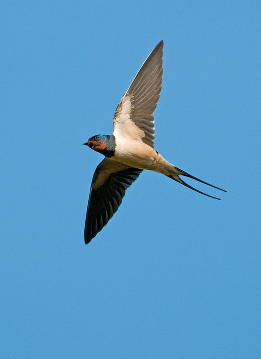 Swallow in flight