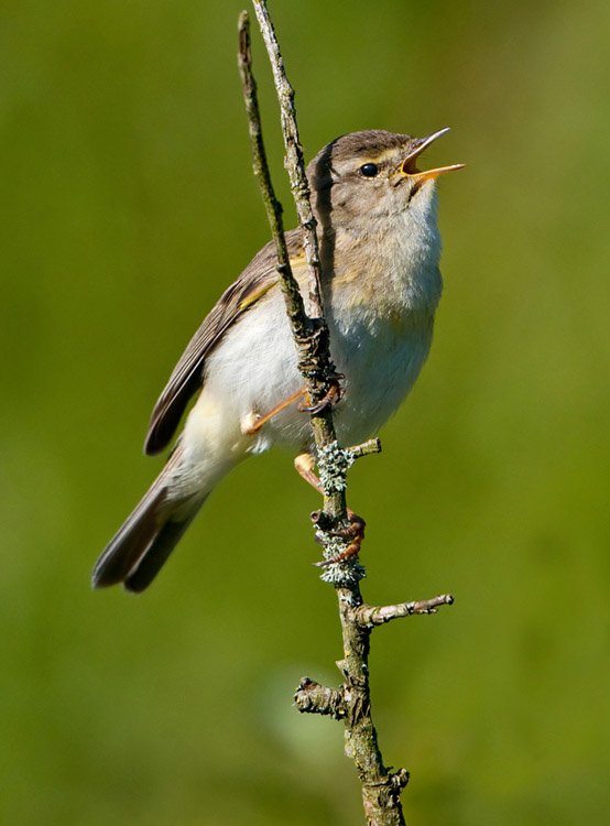 Willow Warbler in full song