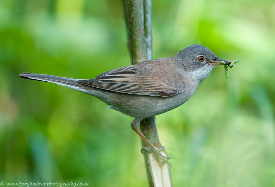 Whitethroat with caterpillars