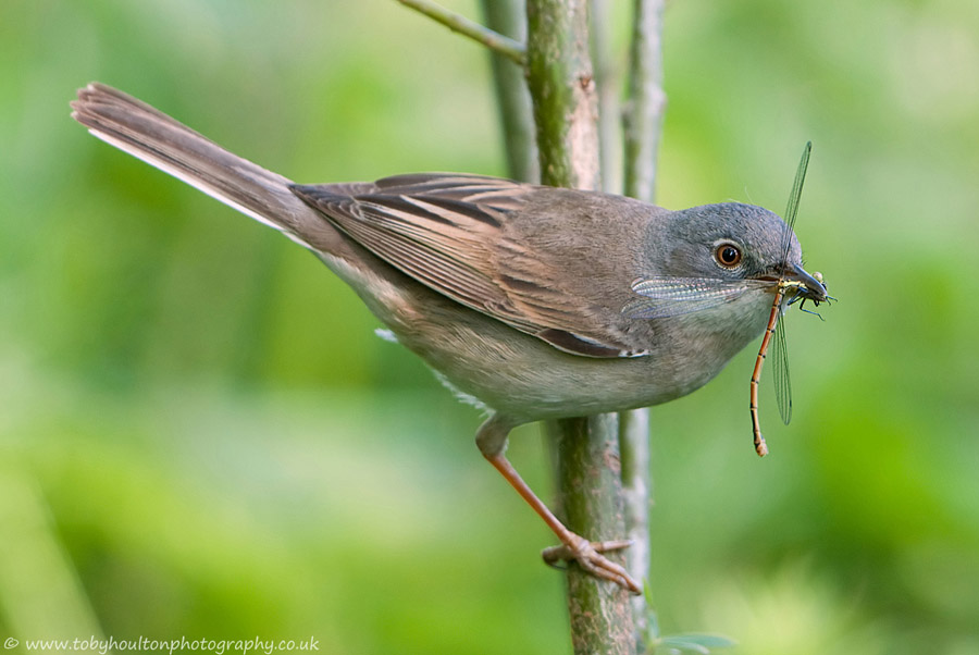 Whitethroat with Large red Damselfly