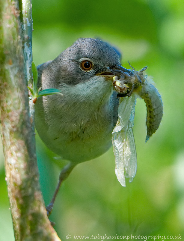 Dragon sized bite for baby whitethroats