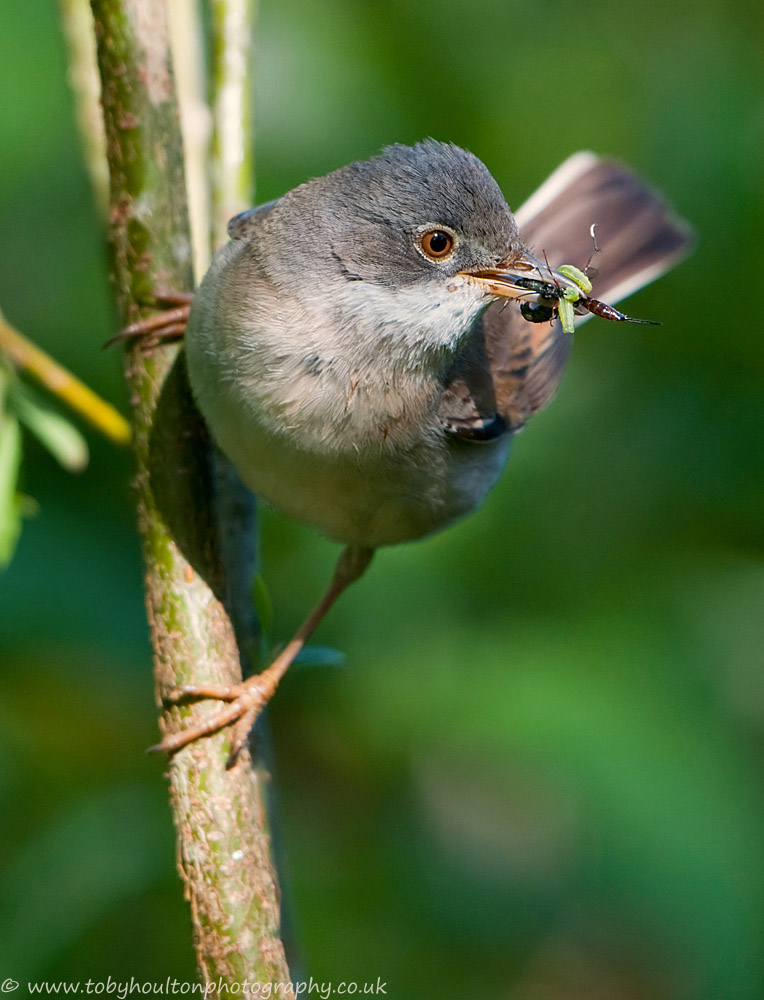 Whitethroat with a beak full of food for young