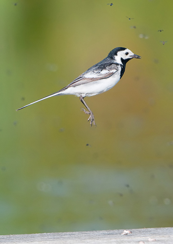 Jumping Pied Wagtail