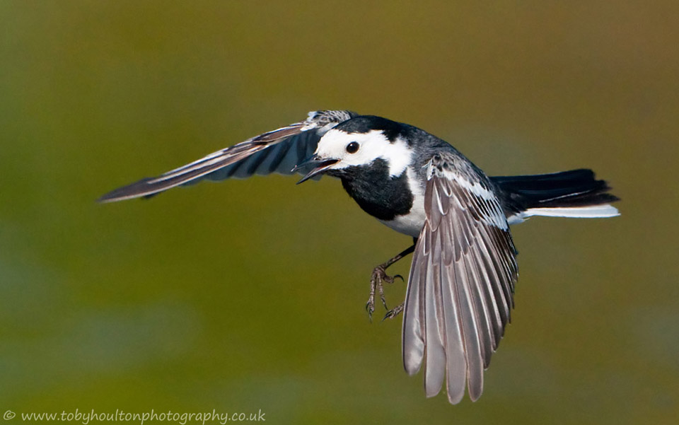 Pied Wagtail in flight