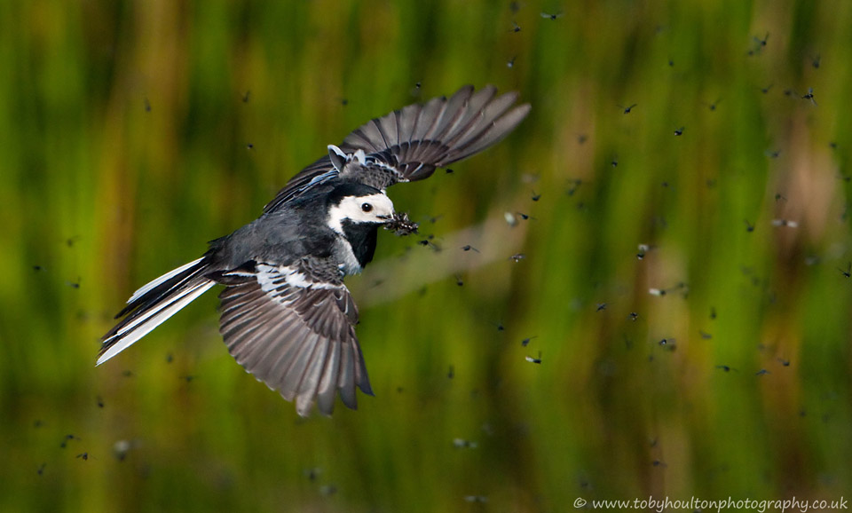 Pied Wagtail with beak full, flies through the clouds of insects