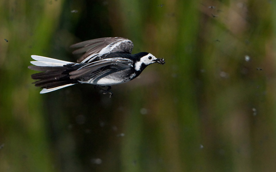 Pied Wagtail catching flies mid air