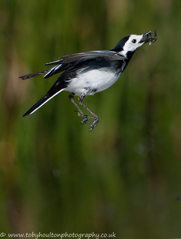 Pied Wagtail jumping to catch insects